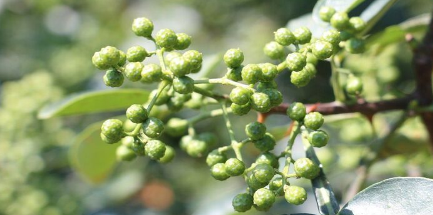 Tanaman Andaliman Bermanfaat Untuk Pengobatan Diare dan Nyeri Perut